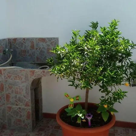 Il Girasole